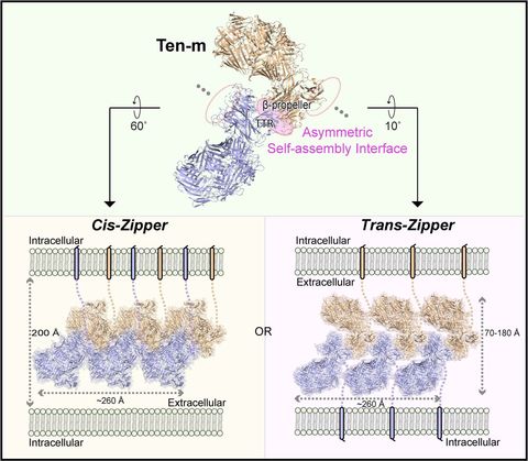 Paper Synopsis-protein binding